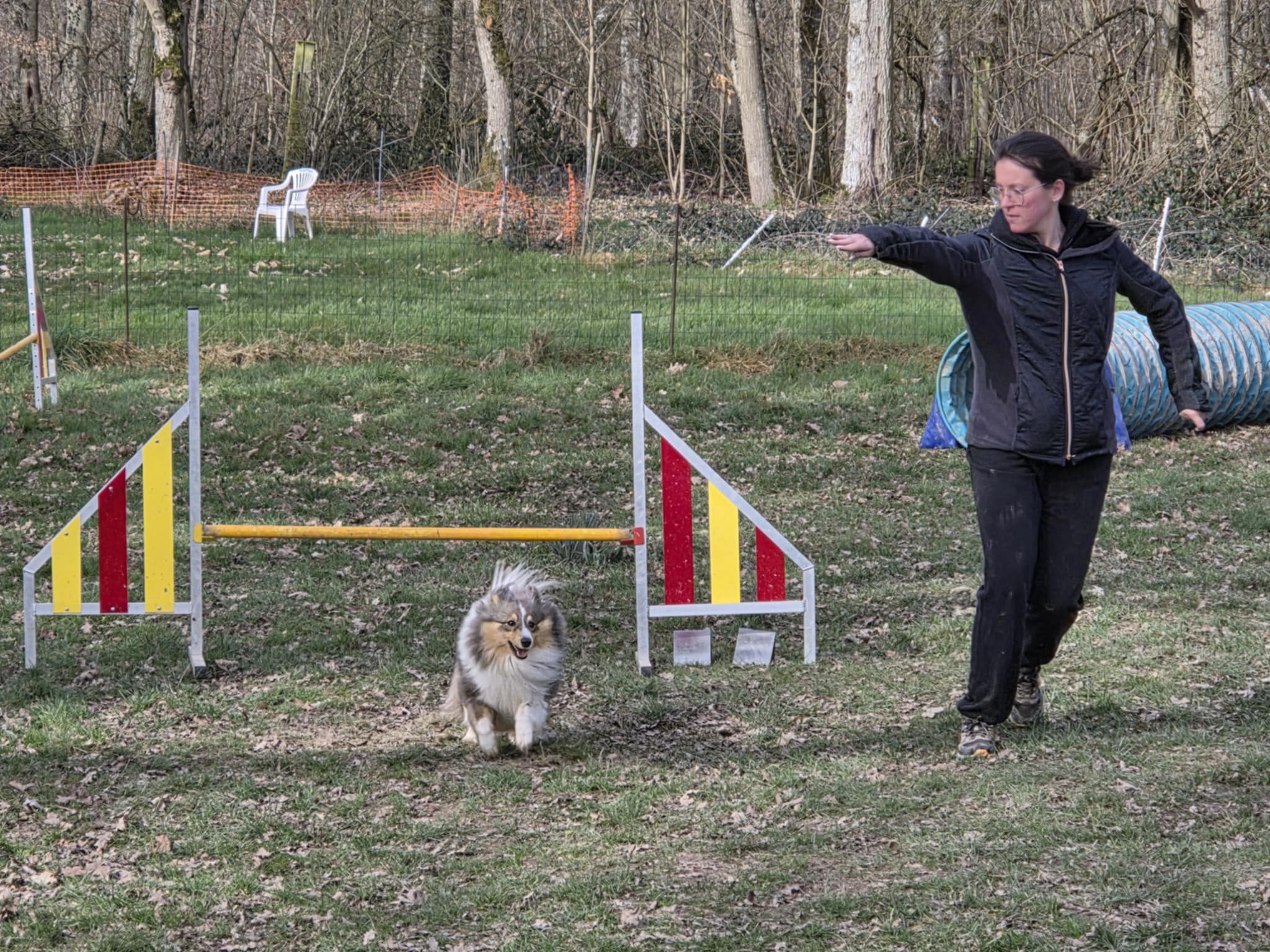 Chien en agility